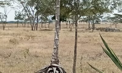 9e6b2cd8-238c-4255-a584-b1e7fd07e54f